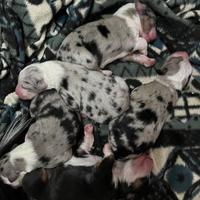 Cuccioli Pastore Australiano Pedigree ENCI