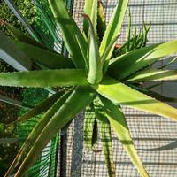 pianta aloe vera