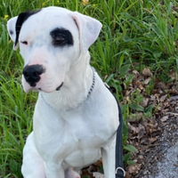 Simil Dogo Argentino