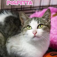 Polpetta gattina di 4 mesi