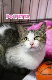 Polpetta gattina di 4 mesi