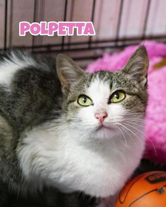 Polpetta gattina di 4 mesi