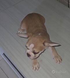 Bulldog francese mini