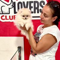 Pomerania femmina