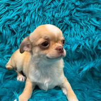 Chihuahua