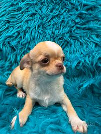 Chihuahua
