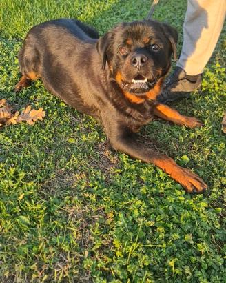 Cuccioli rottweiler alta genealogia
