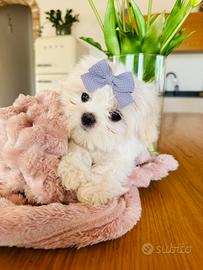 Maltesina linea coreana con pedigree enci