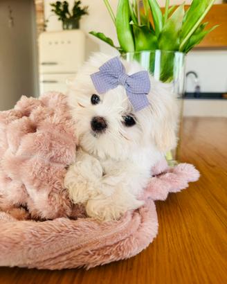 Maltesina linea coreana con pedigree enci