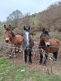 Cavallo e Muli da Soma e Sella