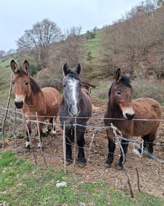 Cavallo e Muli da Soma e Sella
