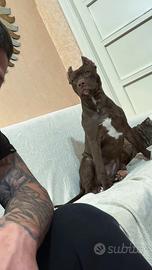 Pitbull red nose ukc