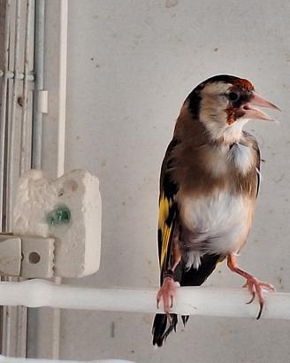 Cardellina favata