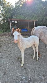 Puledra paint-appaloosa