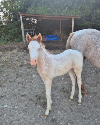 Puledra paint-appaloosa