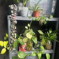 Piante da interno