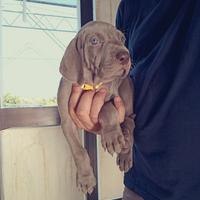 Cuccioli strepitosi di Weimaraner (bracco tedesco)