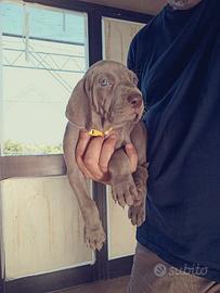 Cuccioli strepitosi di Weimaraner (bracco tedesco)