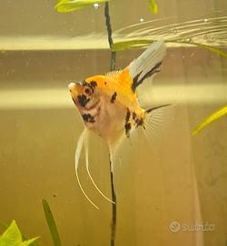scalare koi red