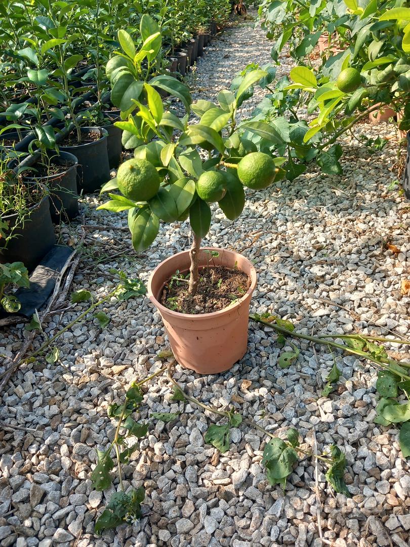 Vaso per Bonsai Rettangolare Originale - Giardino e Fai da te In vendita a  Parma