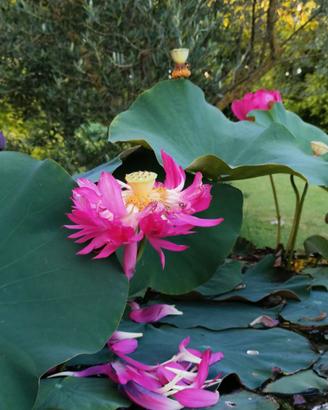 Fiori di loto