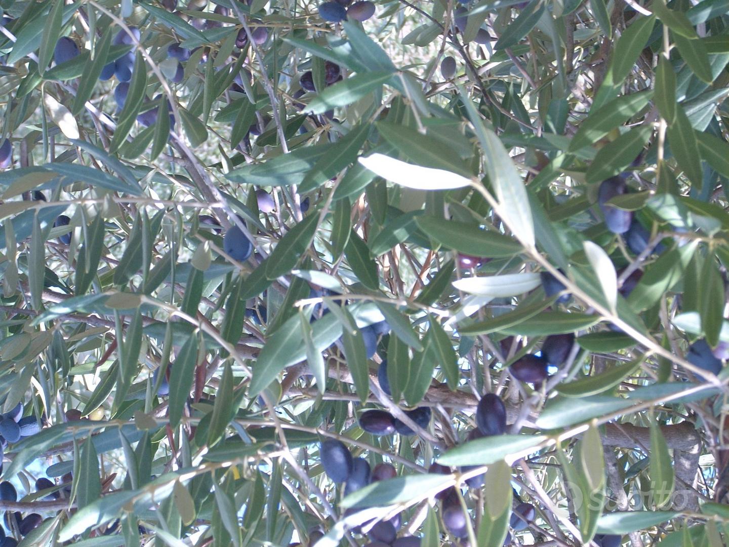 Terreno con oliveto - Vista 3