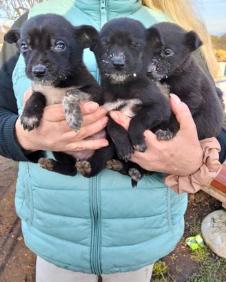 Cuccioli meticci