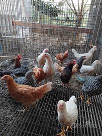 Galline ovaiole