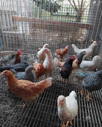Galline ovaiole