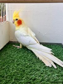 Pappagalli calopsite