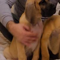 Alano Fulvo cucciolo maschio