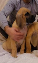 Alano Fulvo cucciolo maschio