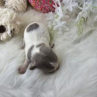 Chihuahua femmina con pedigree