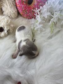 Chihuahua femmina con pedigree