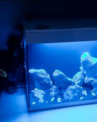 Acquario Askoll 130 litri + pompa