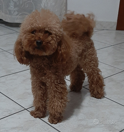 Barboncino Toy Red X Monte