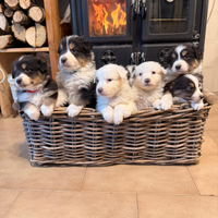 Cuccioli di pastore australiano con pedigree