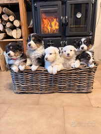 Cuccioli di pastore australiano con pedigree