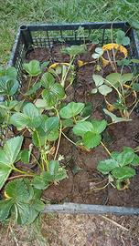 Piante fragole rifiorenti