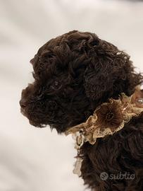 Ultimo - toy cioccolato