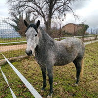 Cavallo da passeggiata