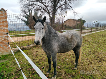 Cavallo da passeggiata