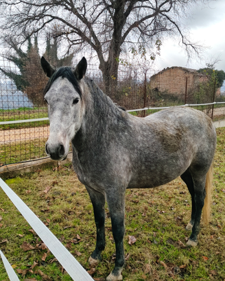 Cavallo da passeggiata