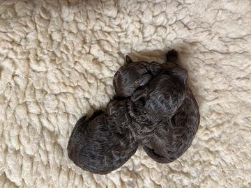 Barboncini toy/minitoy