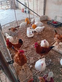 Galli, galline