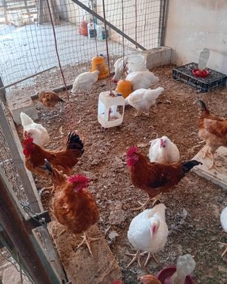 Galli, galline
