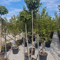Liquidambar styraciflua Gumball 