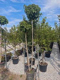 Liquidambar styraciflua Gumball 