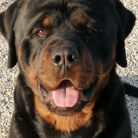 Rottweiler maschio