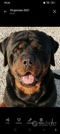 Rottweiler maschio